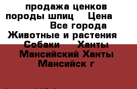 продажа ценков породы шпиц  › Цена ­ 35 000 - Все города Животные и растения » Собаки   . Ханты-Мансийский,Ханты-Мансийск г.